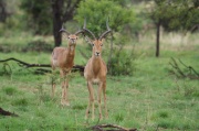 impala (8)